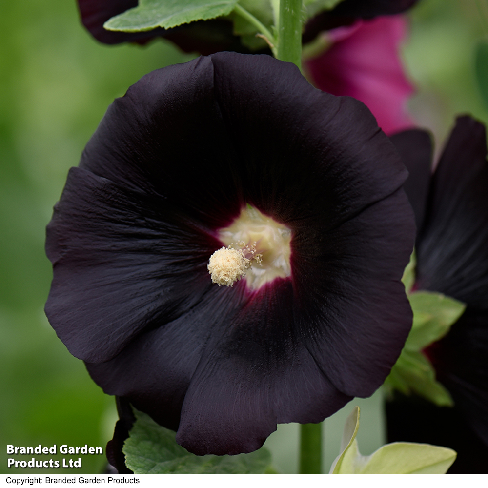 Hollyhock 'Blacknight' image