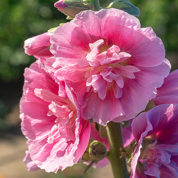 Hollyhock 'Chater's Double Rose' image