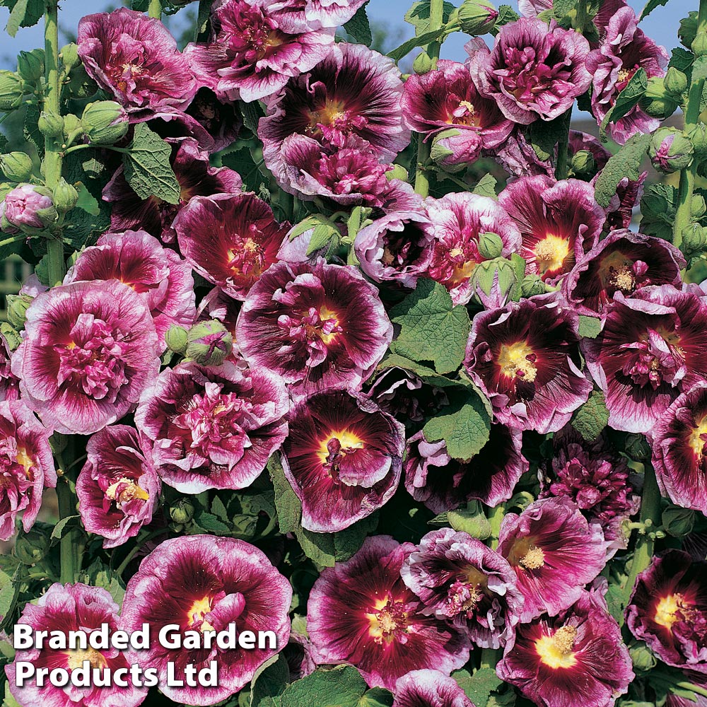 Hollyhock 'Creme de Cassis' image