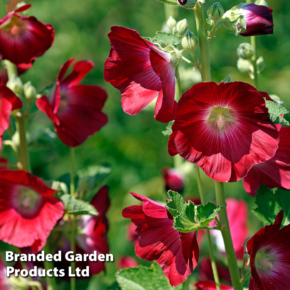 Alcea rosea image