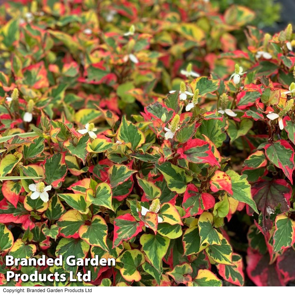 Houttuynia cordata 'Chameleon' (Marginal Aquatic) image