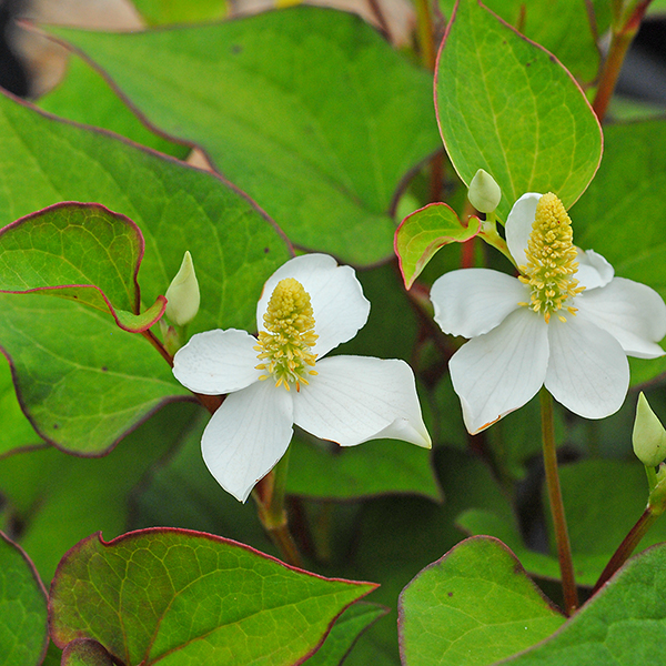 Houttuynia cordata image