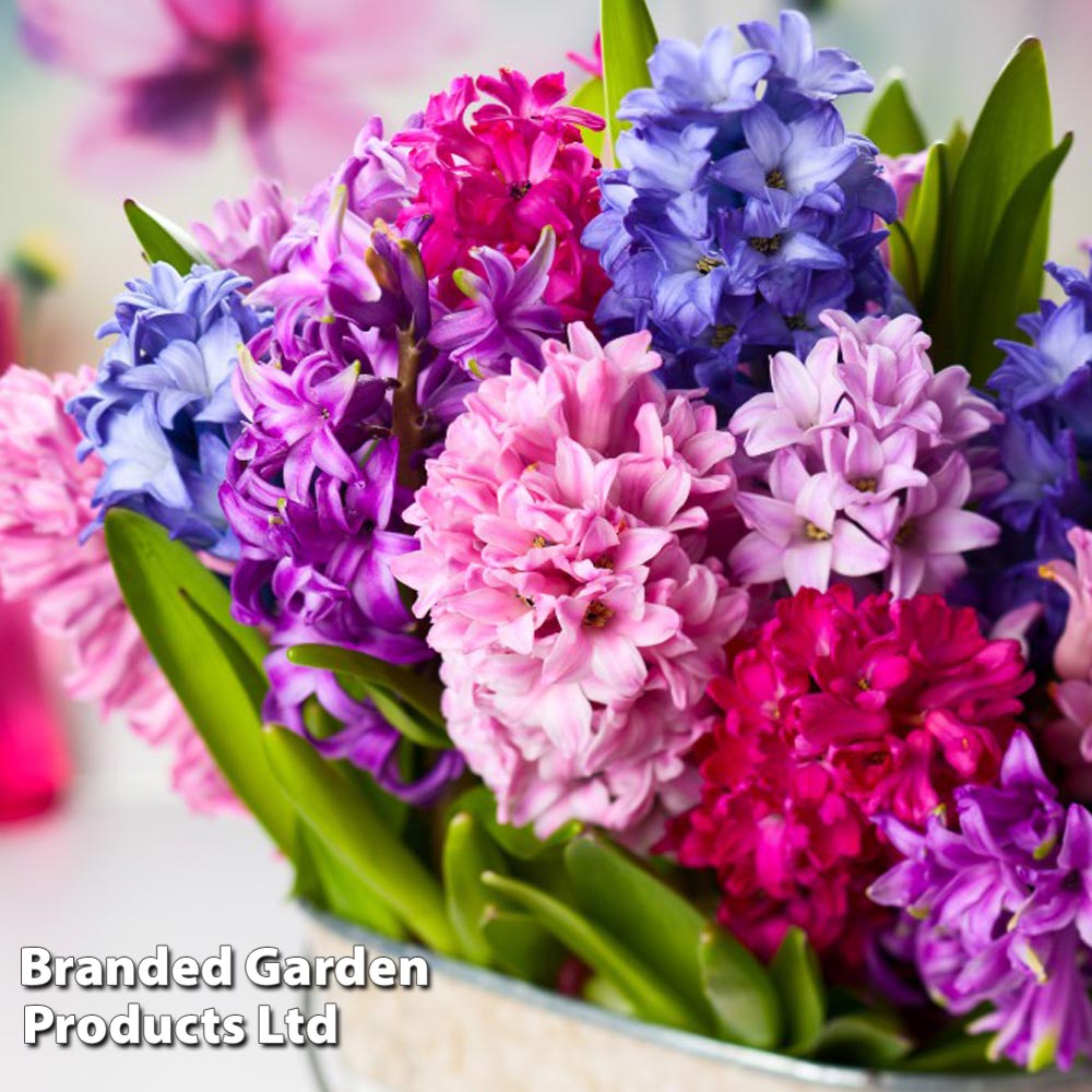 Hyacinth 'Berries and Cream Mixture' image