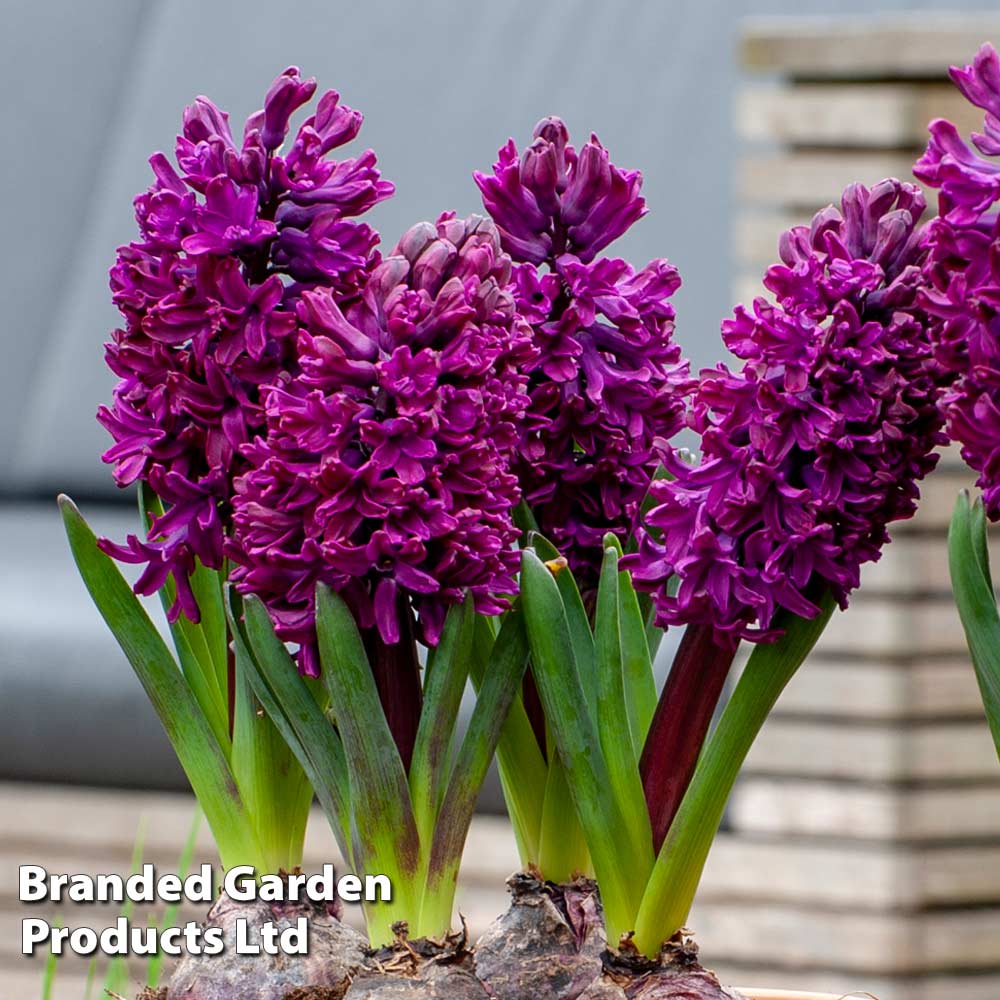 Hyacinth 'Woodstock' image