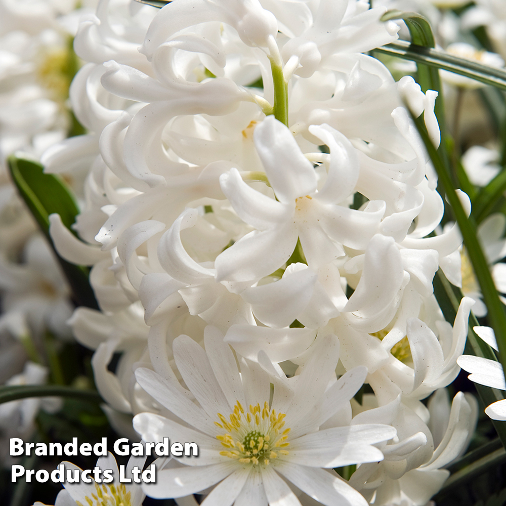 Hyacinth 'Carnegie' image