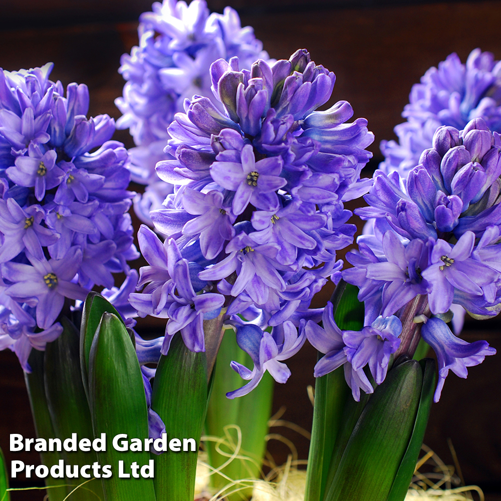 Hyacinth 'Delft Blue' image