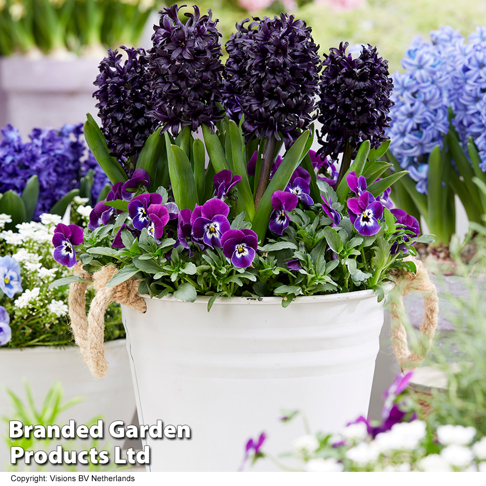 Hyacinth 'Midnight Mystic'® image