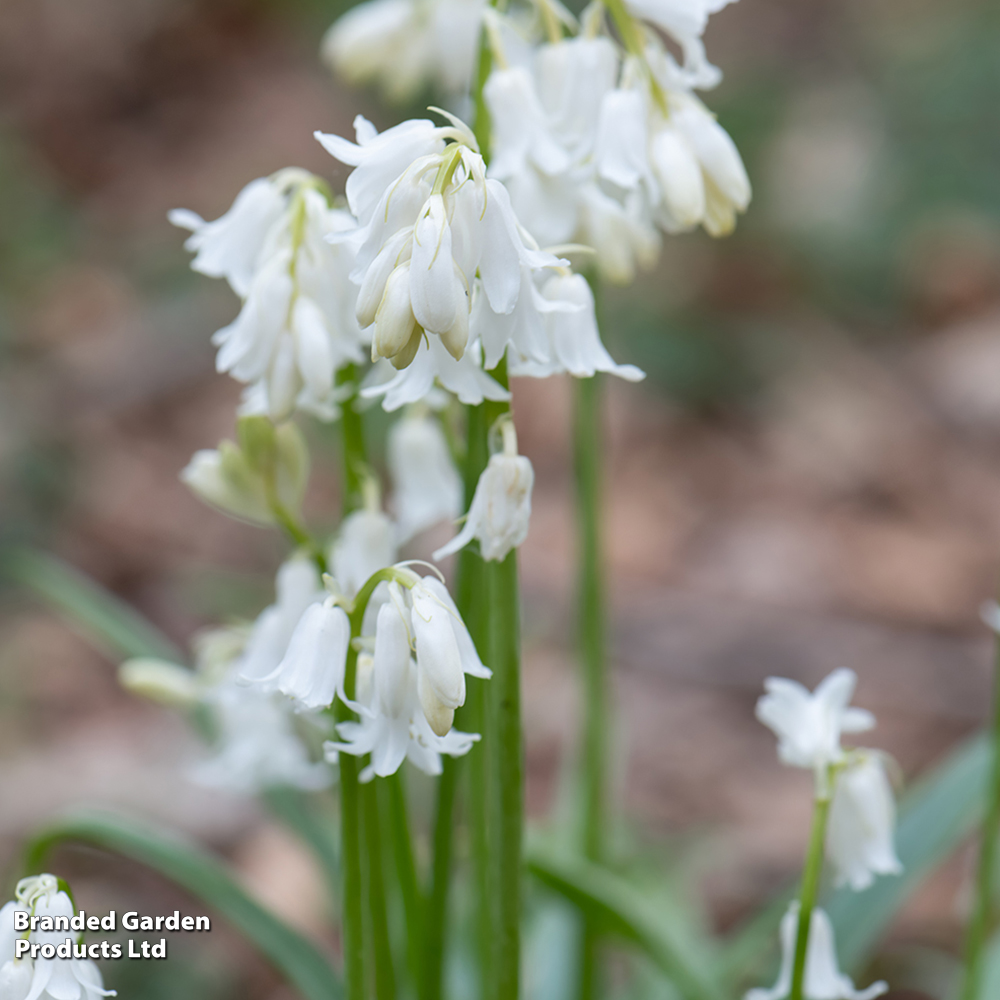 Bluebell 'White' image