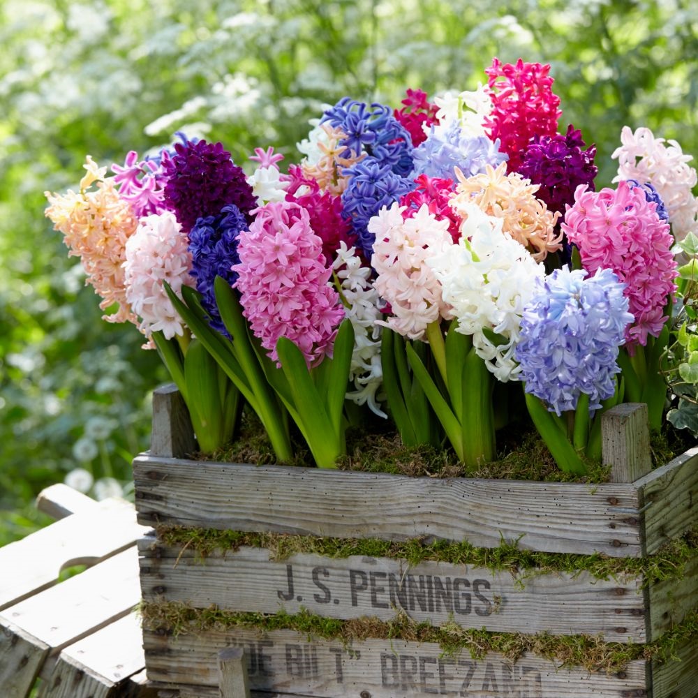 Hyacinth 'Breeder's Selection' image