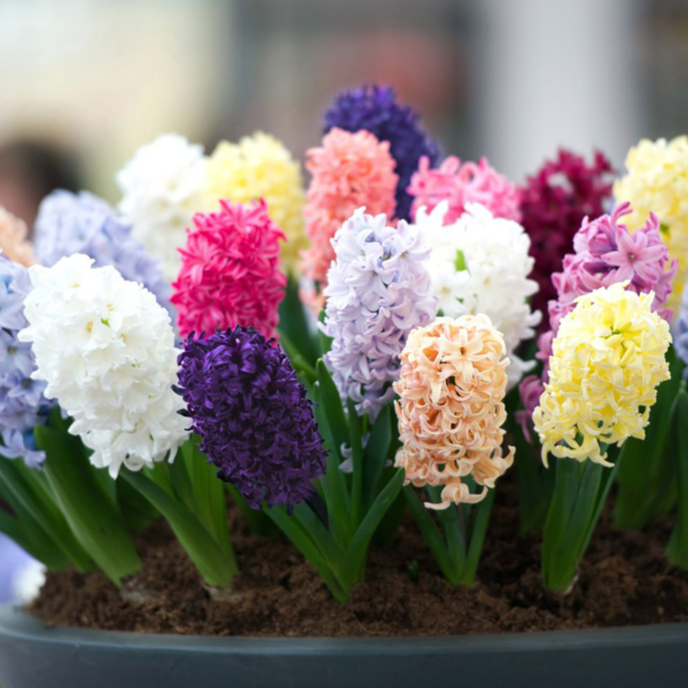 Hyacinth 'Pagoda Mix' image