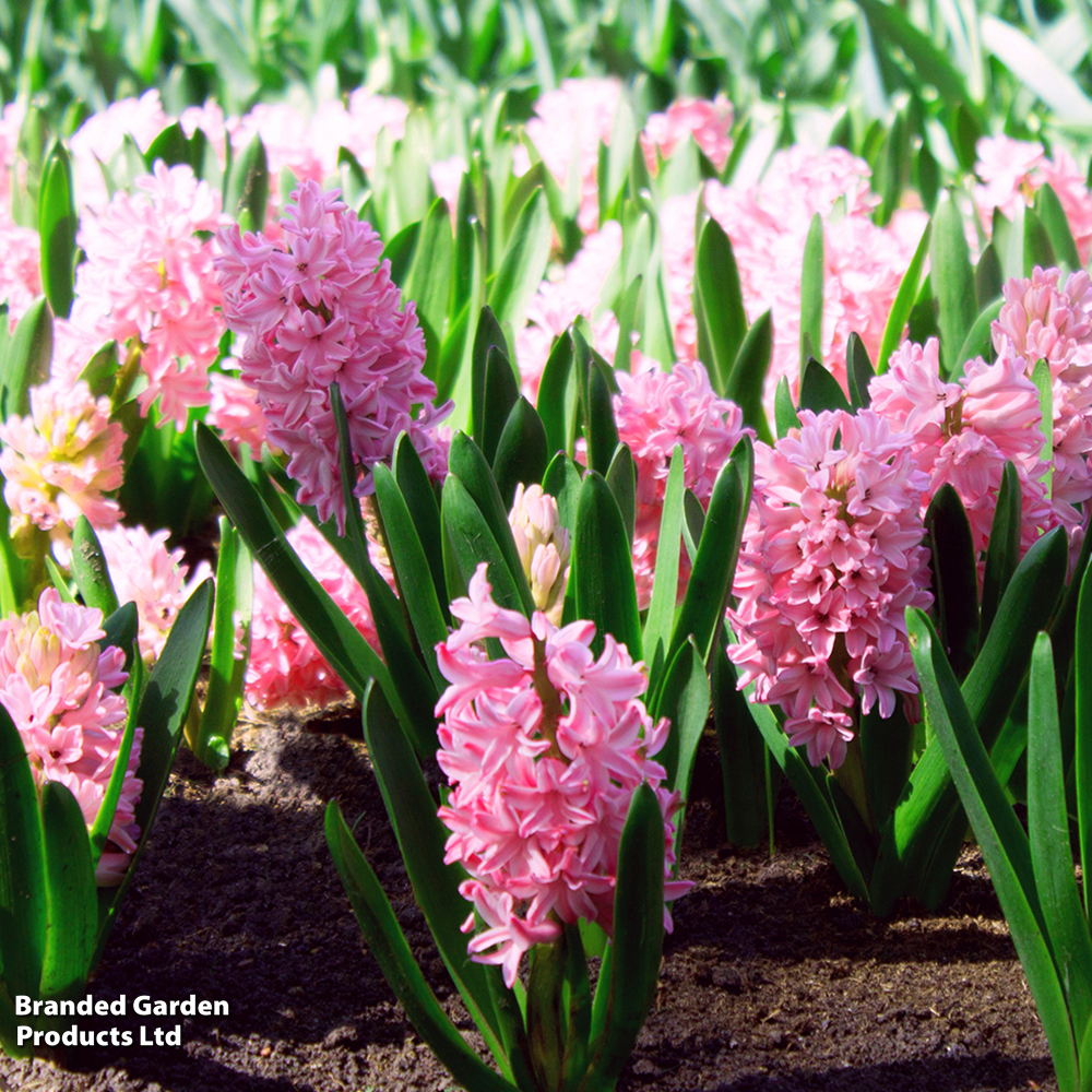 Hyacinth 'Pink Pearl' image