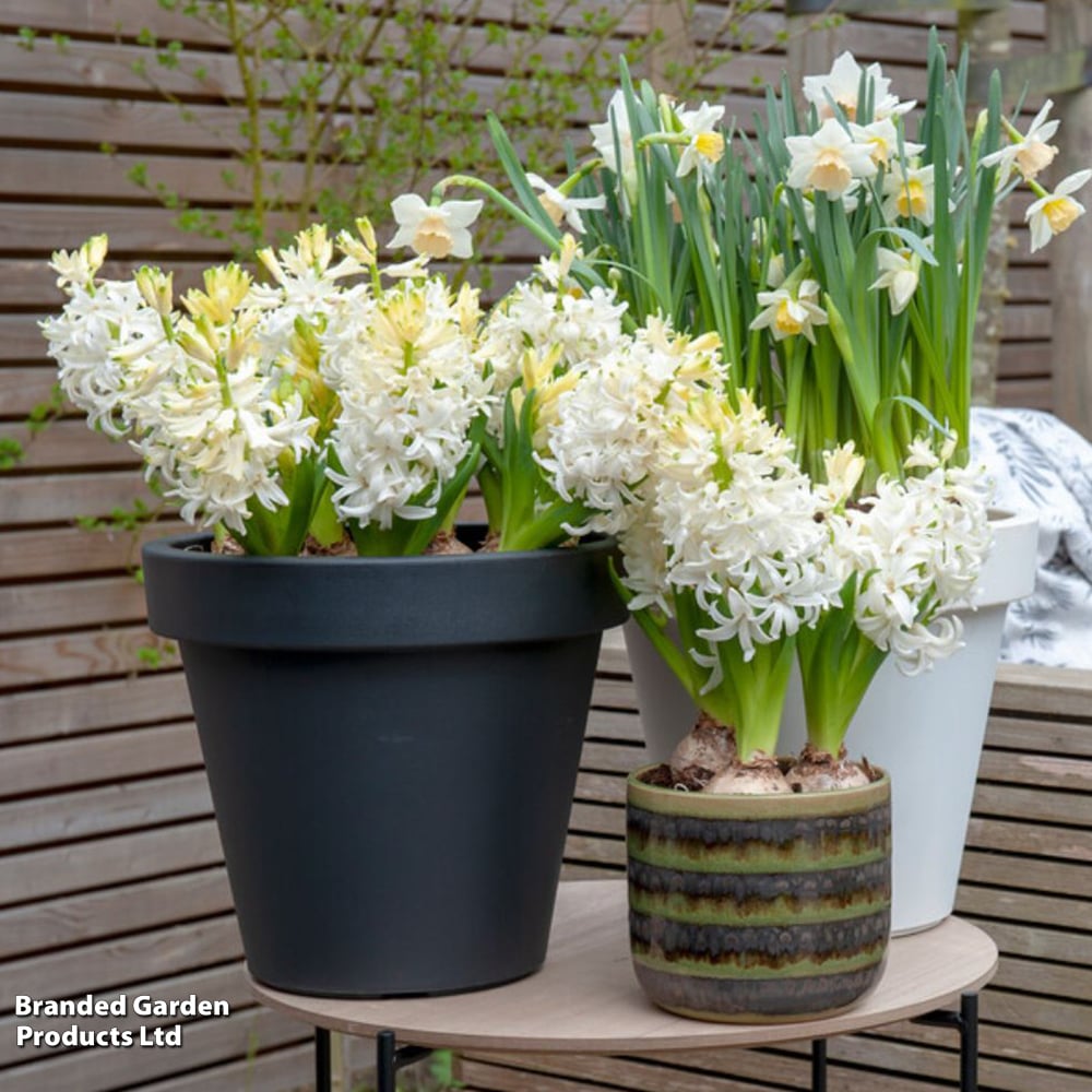 Hyacinth 'Snow Crystal' image