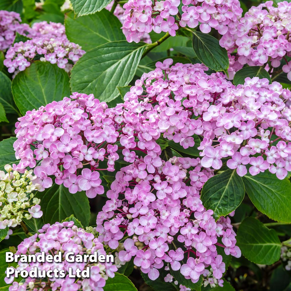 Hydrangea macrophylla 'Ayesha' image