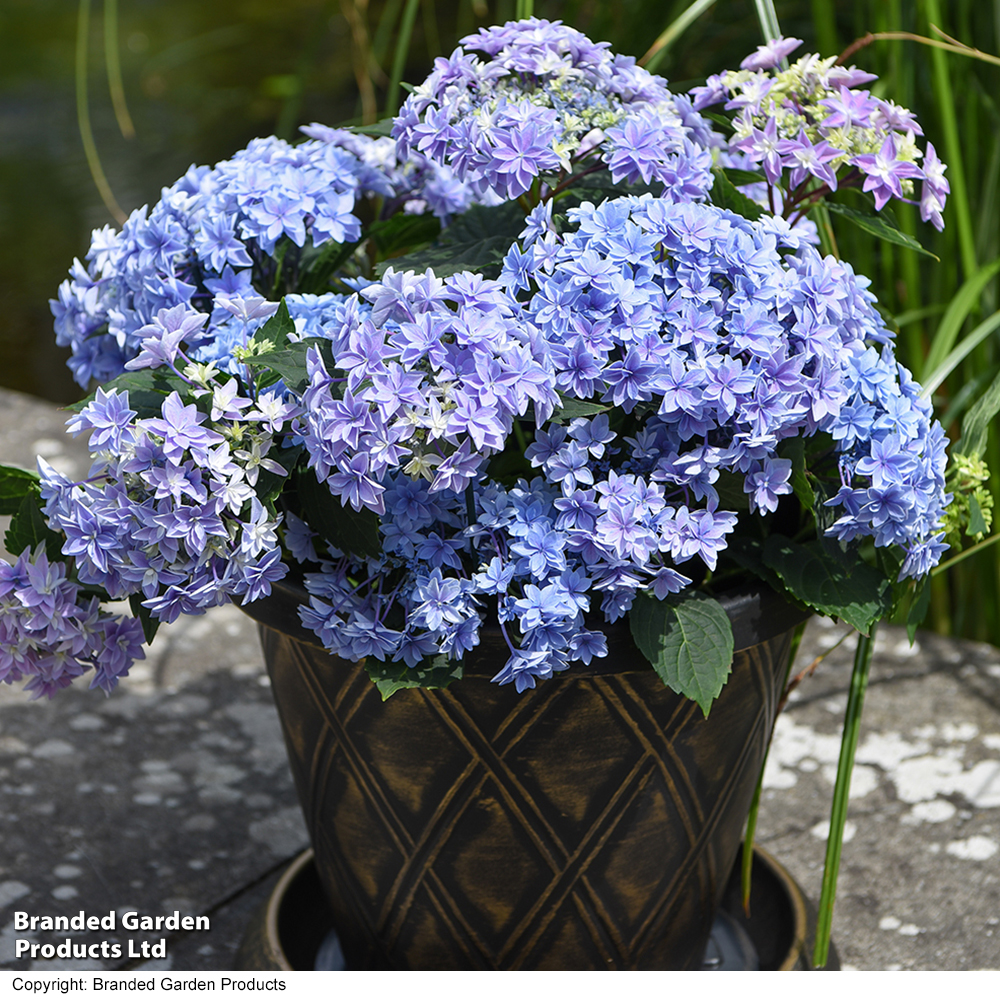 Hydrangea 'Double Dutch Alkmaar' image