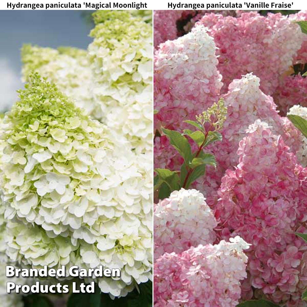 Hydrangea paniculata Duo at Dobies