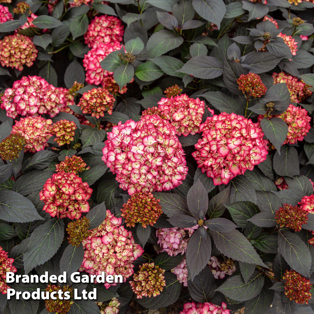 Hydrangea macrophylla First Editions® 'Eclipse' image