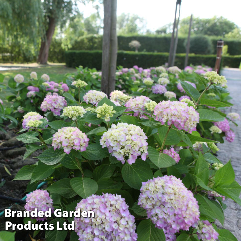 Hydrangea macrophylla 'Endless Summer - The Original' image