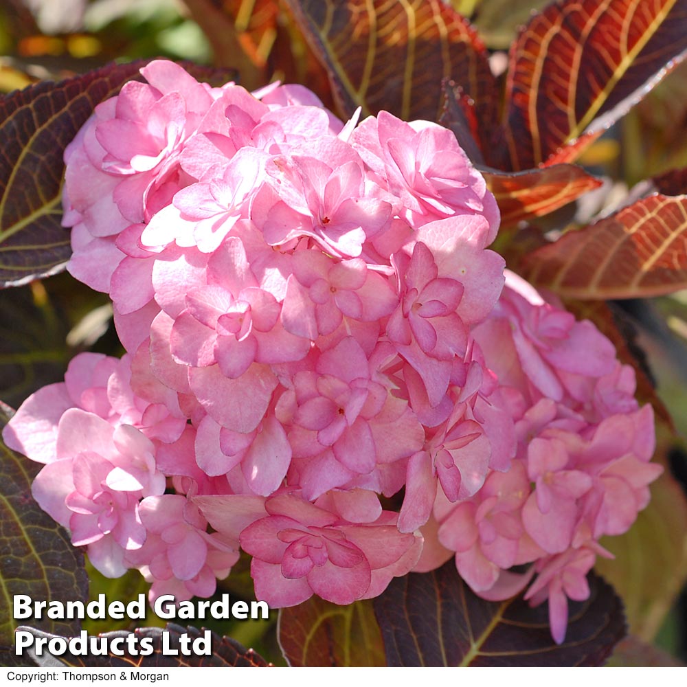 Hydrangea macrophylla 'Hobella' image