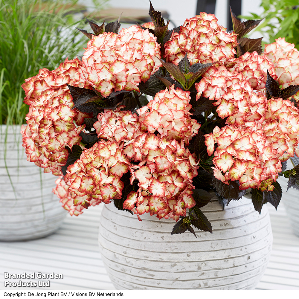 Hydrangea macrophylla 'Light My Fire' image