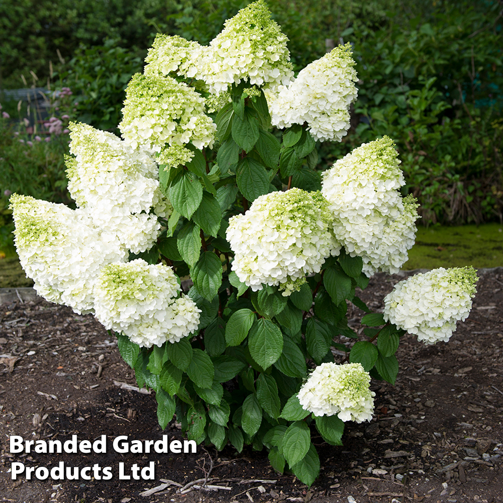 Hydrangea paniculata 'Magical Moonlight' image