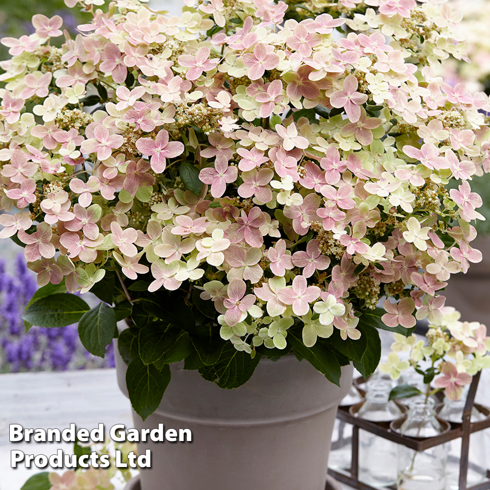 Hydrangea Paniculata 'Switch Ophelia' image