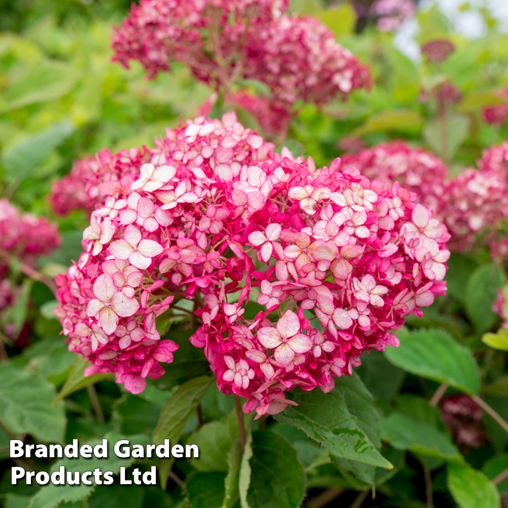 Hydrangea arborescens 'Ruby Annabelle' image