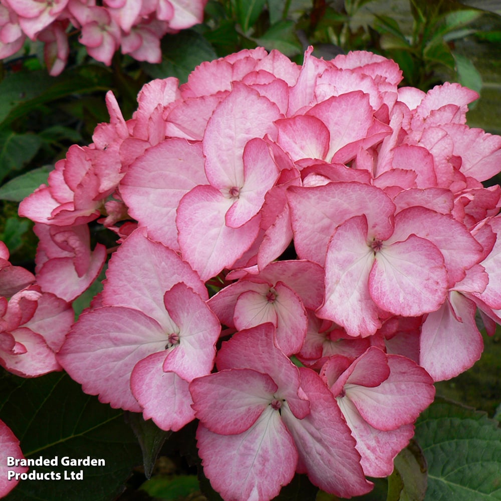 Hydrangea macrophylla 'Salsa' image