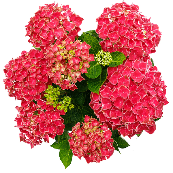 Hydrangea 'Strong Heart' image
