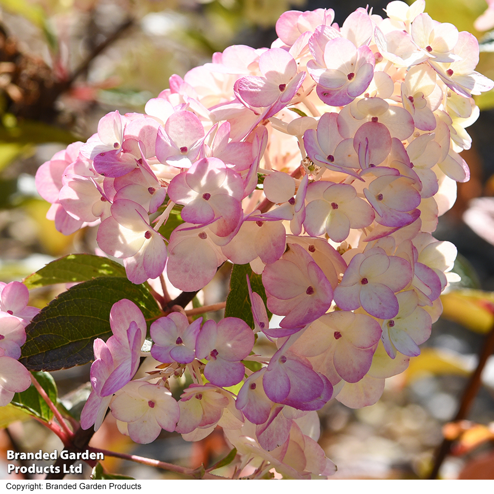 Hydrangea paniculata 'Sundae Fraise' image