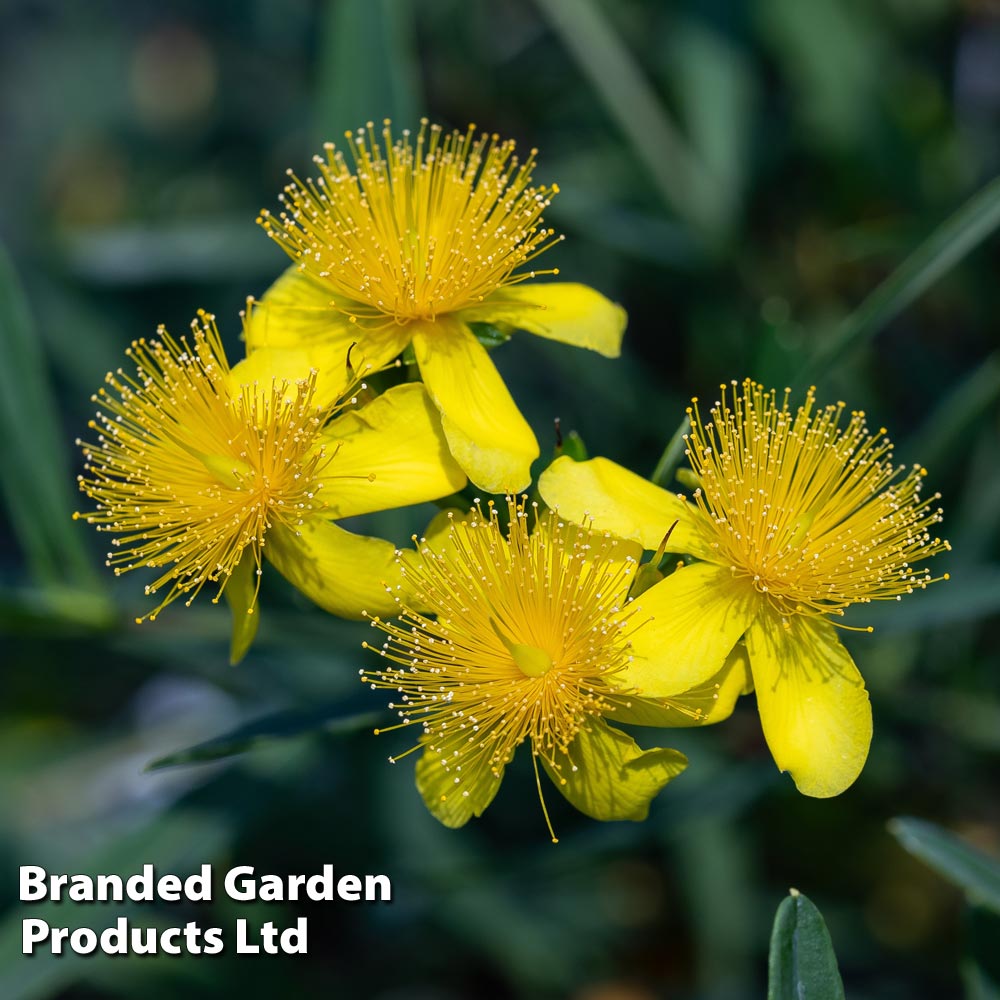 Hypericum 'Gemo' image