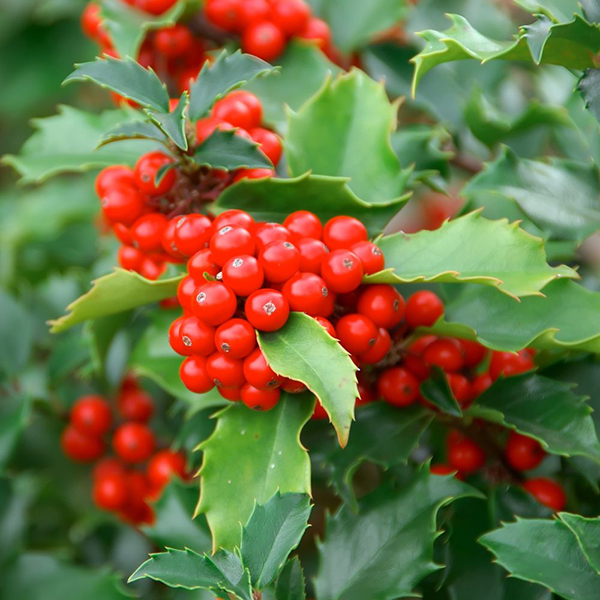 Holly (Hedging) at Dobies
