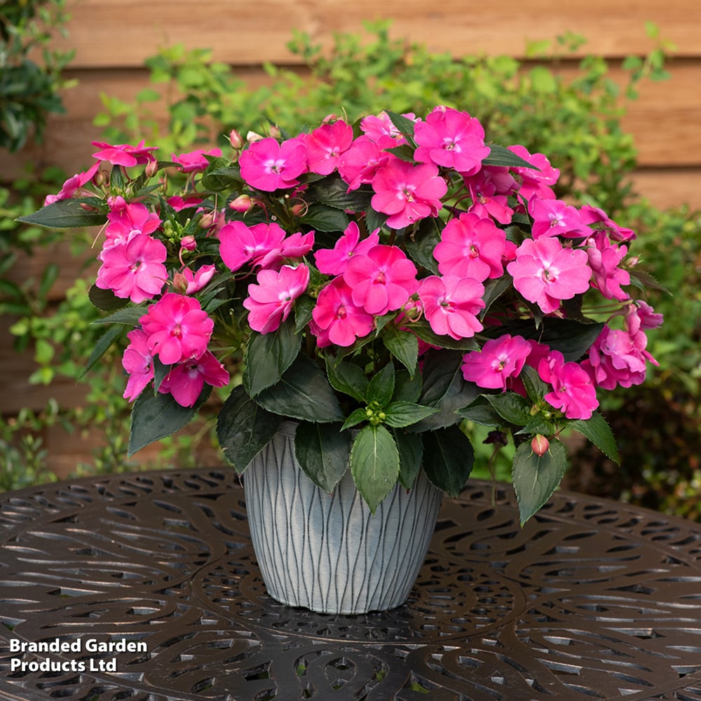 Busy Lizzie 'Solarscape Pink Jewel'