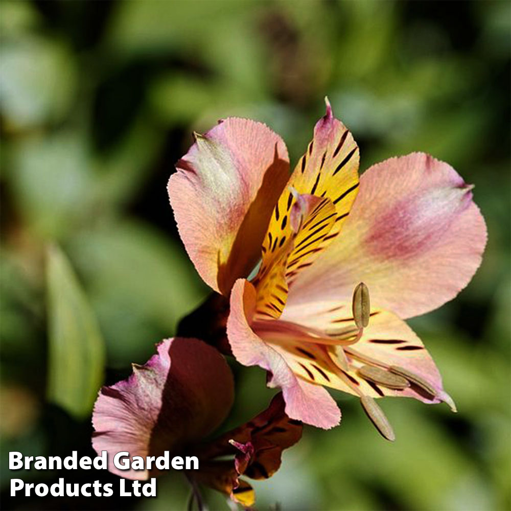 Alstroemeria Inticancha Sunset image