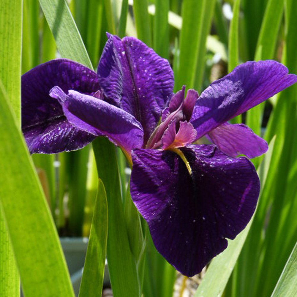 Iris louisiana 'Black Gamecock' (Marginal Aquatic) image