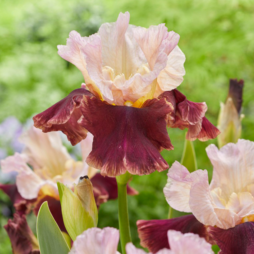 Iris 'Cranberry Swirl' image