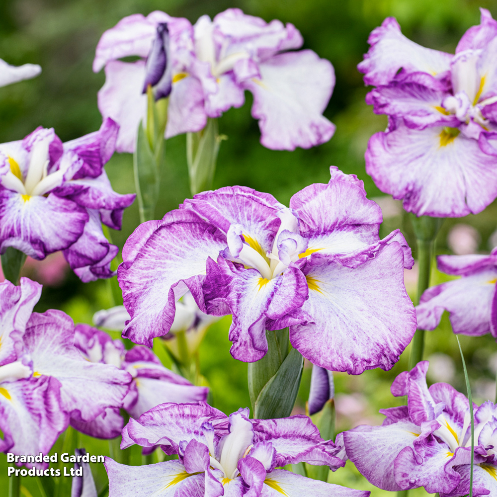Iris ensata 'Dinner Plate Cheesecake' (Marginal Aquatic) image