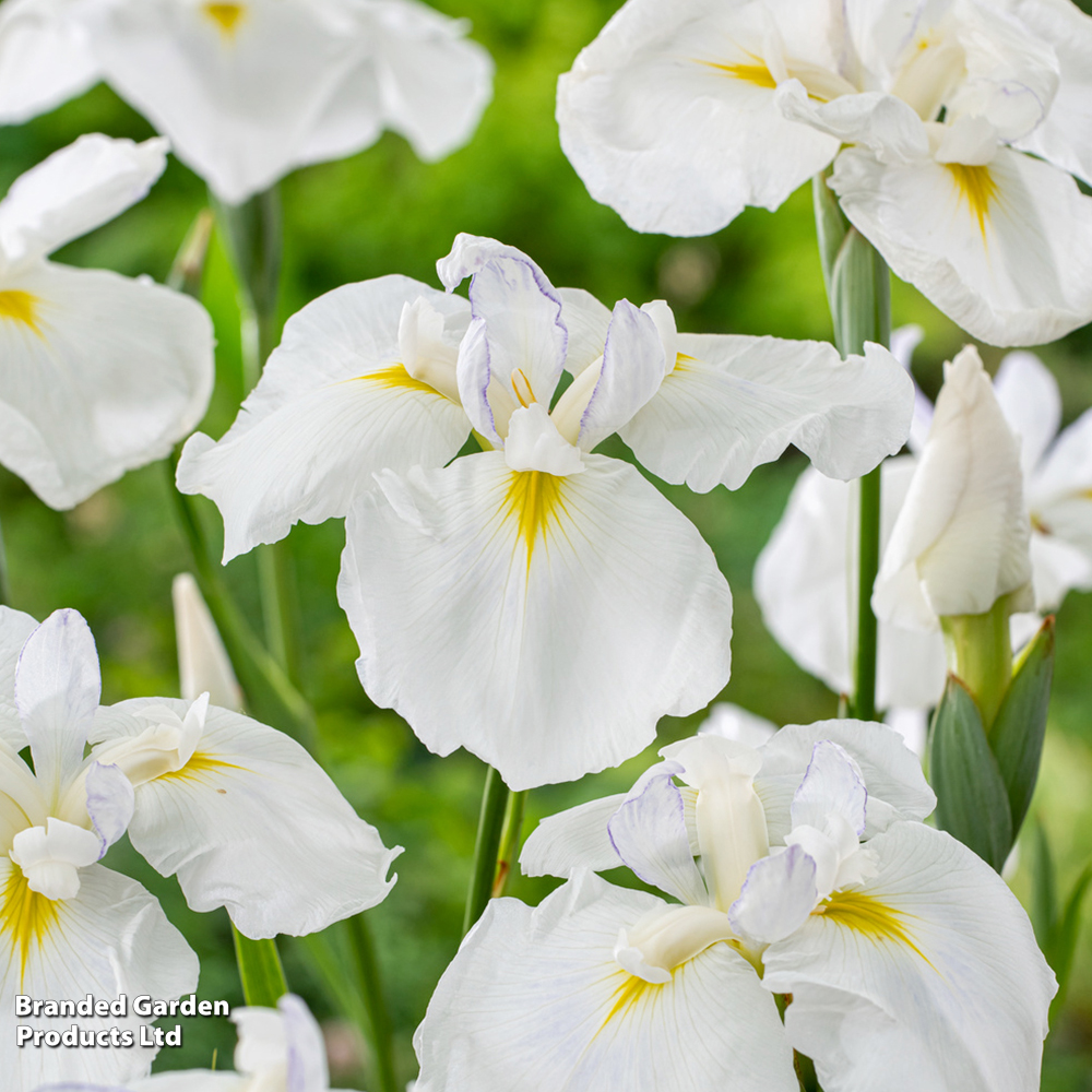 Iris ensata 'Dinner Plate Cupcake' (Marginal Aquatic) image