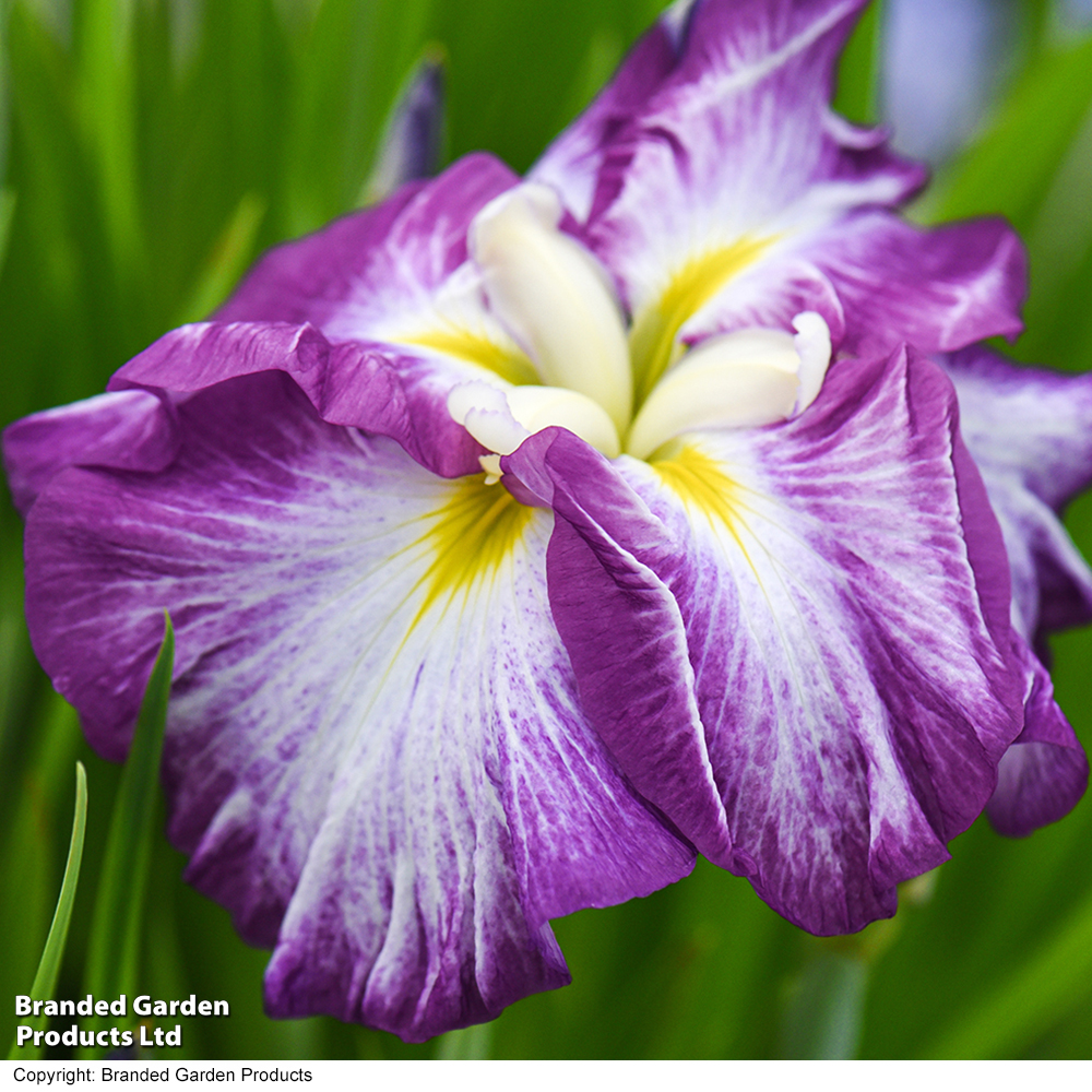 Iris ensata 'Dinner Plate Jell-O' (Marginal Aquatic) image