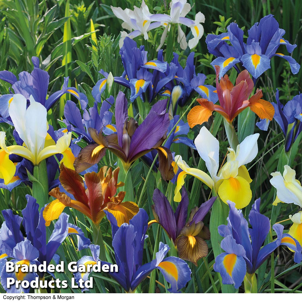 Iris 'Dutch Mixed' image