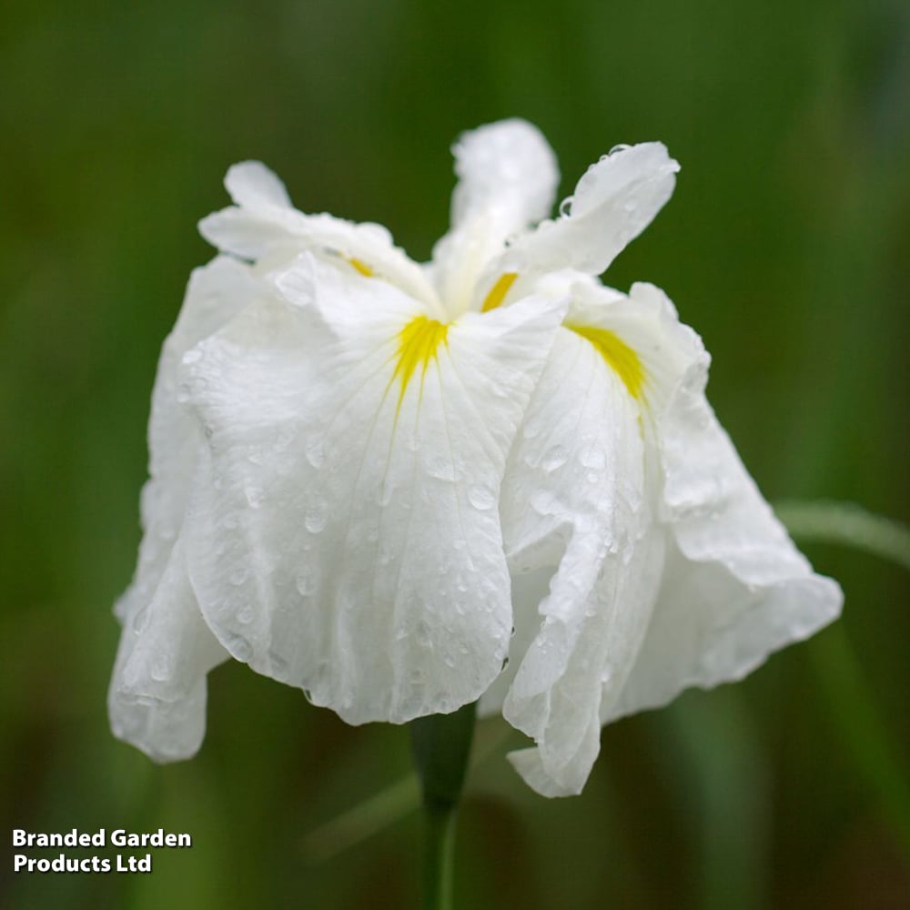 Iris ensata 'White' (Marginal Aquatic) image