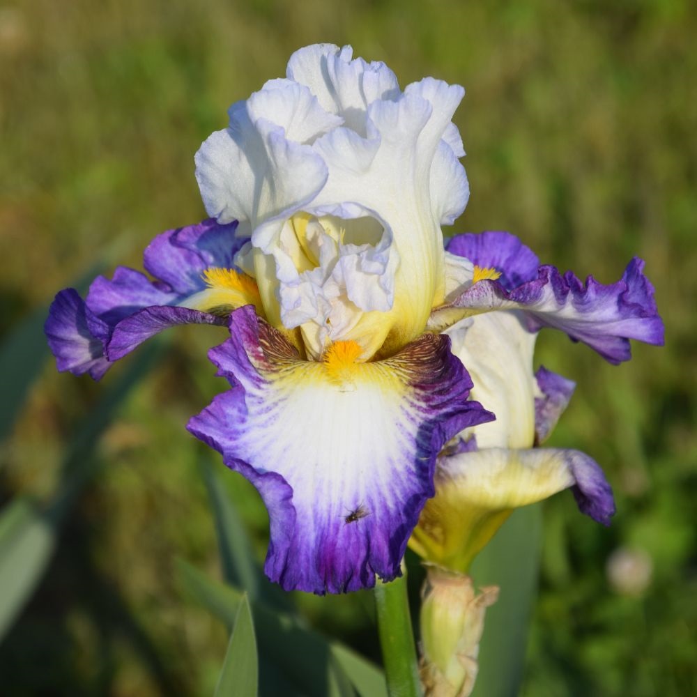 Iris 'Irisades' image