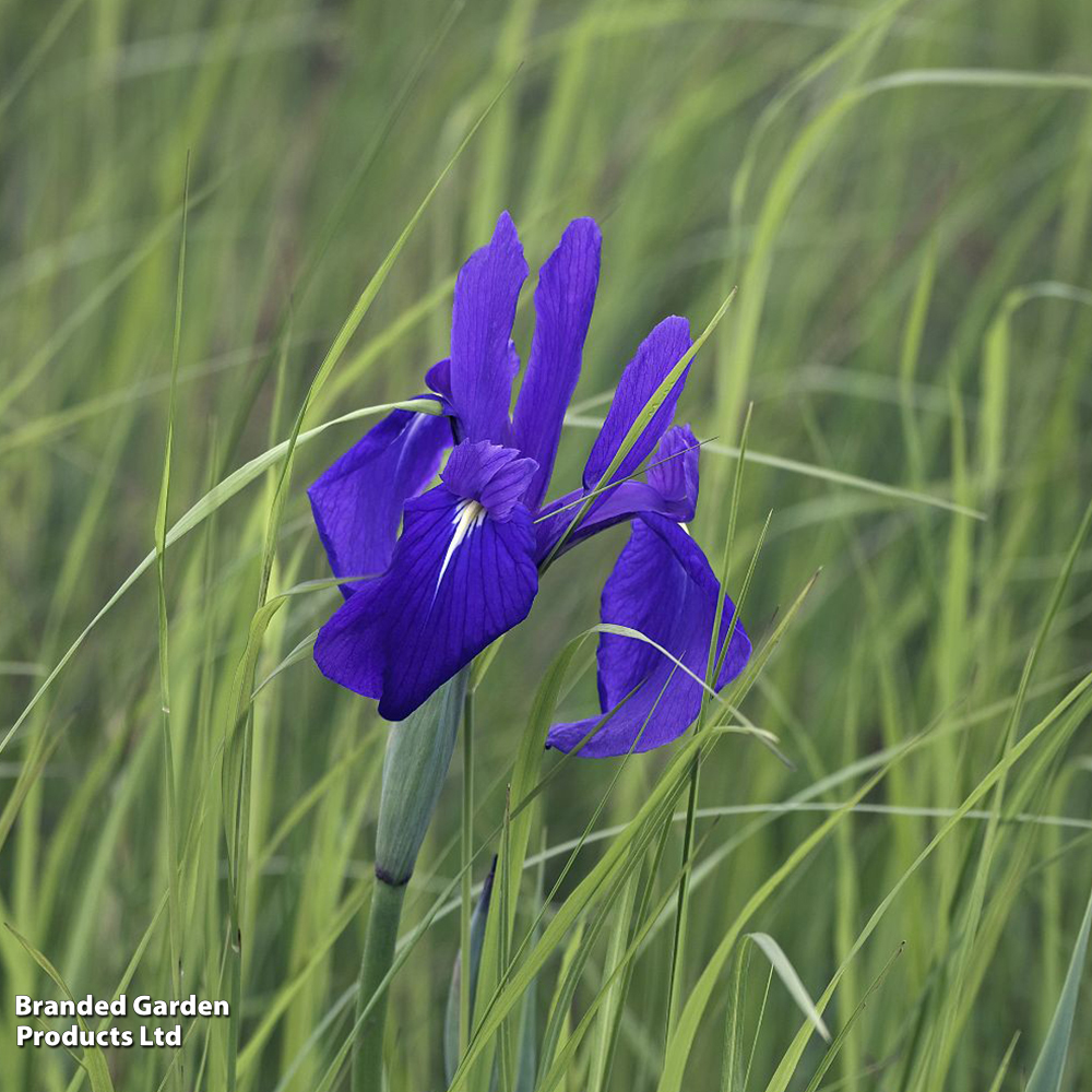 Iris laevigata (Marginal Aquatic) image