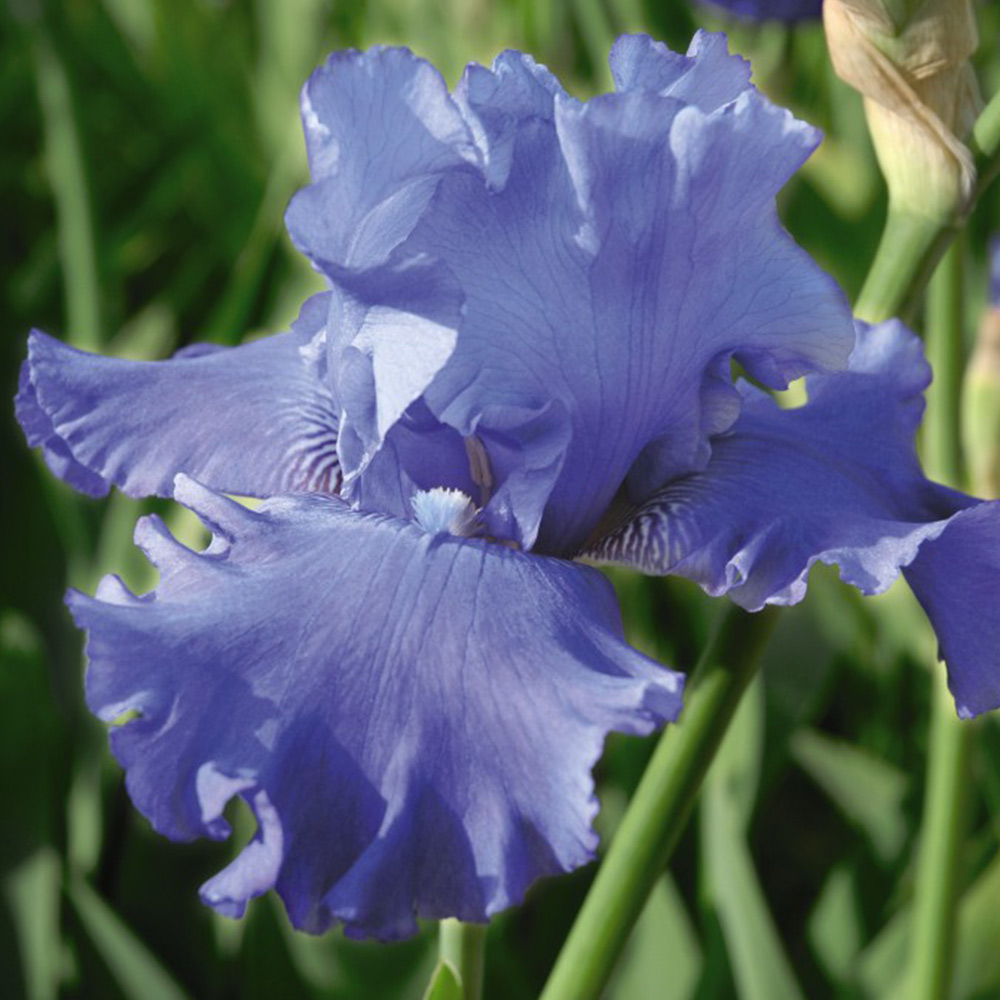 Iris 'Metolius Blues' image