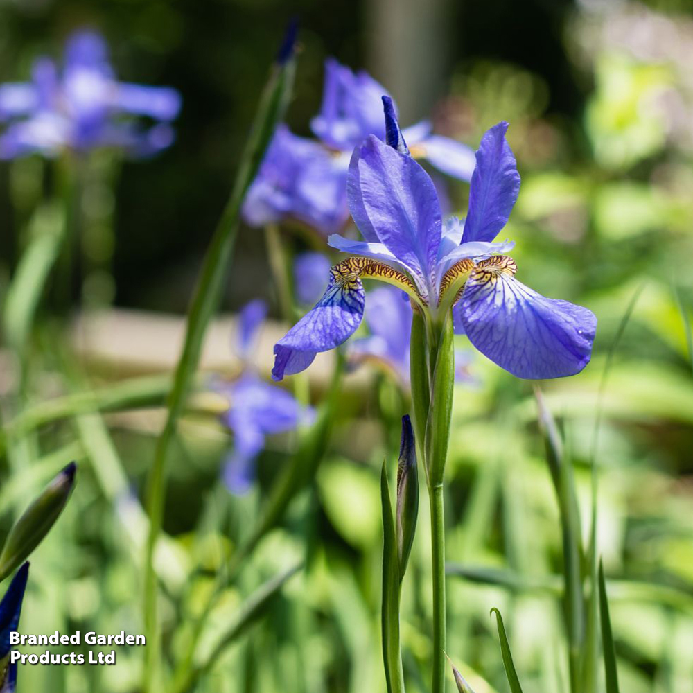 Iris pseudacorus 'Blue' (Marginal Aquatic) image