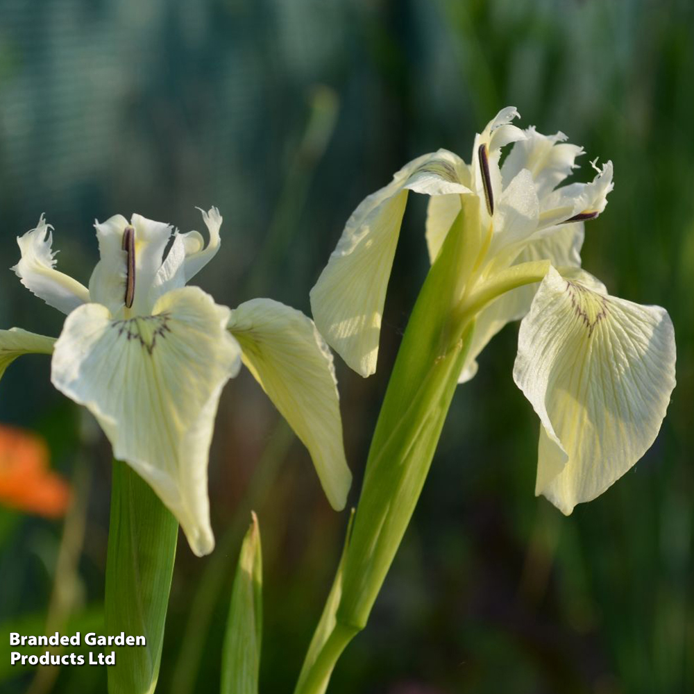 Iris pseudacorus 'Alba' (Marginal Aquatic) image