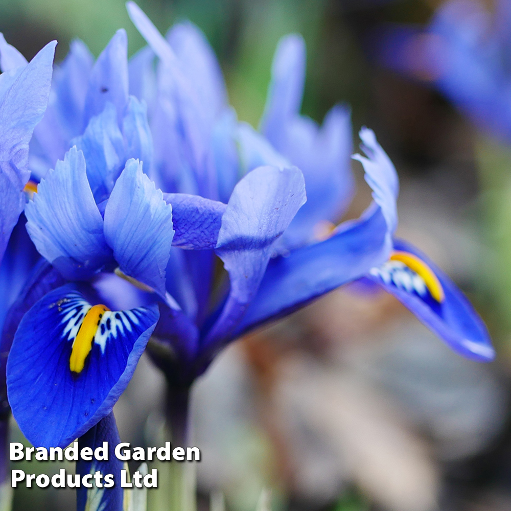 Iris reticulata image