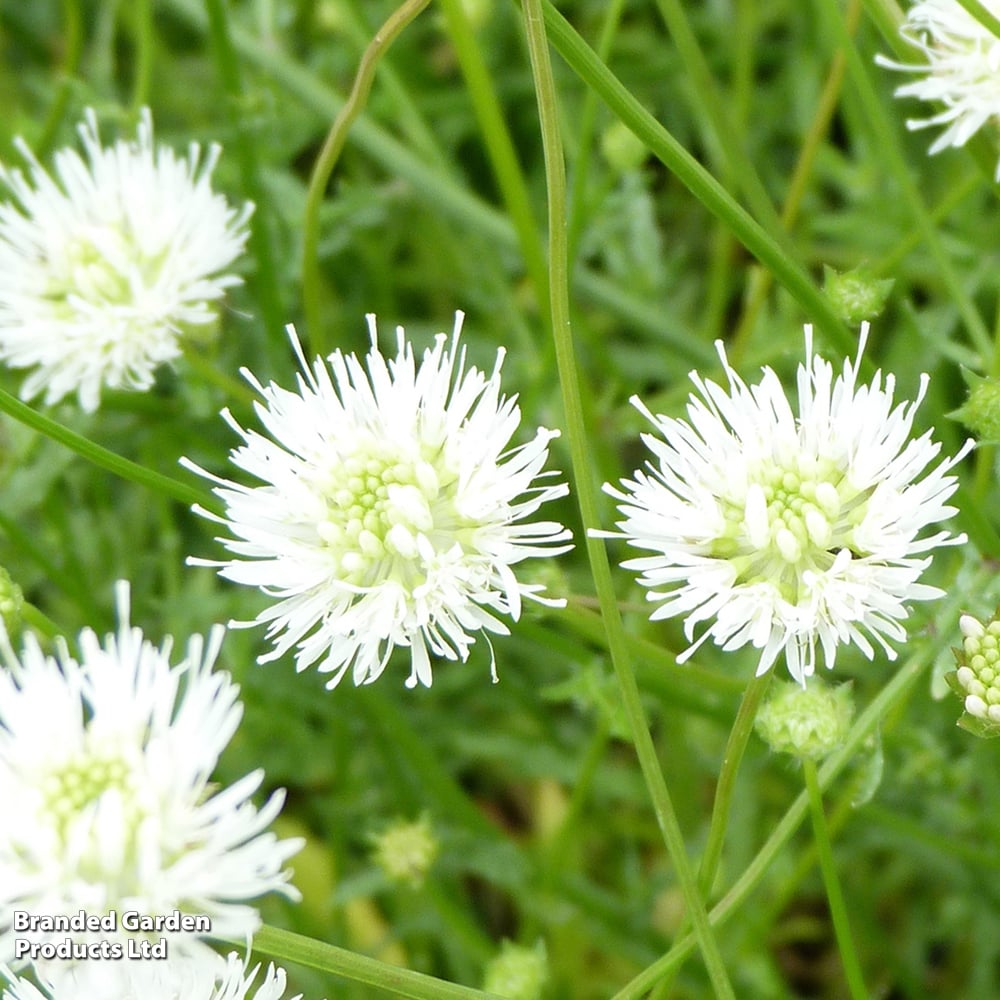 Jasione montana f. alba 'White Delight' image