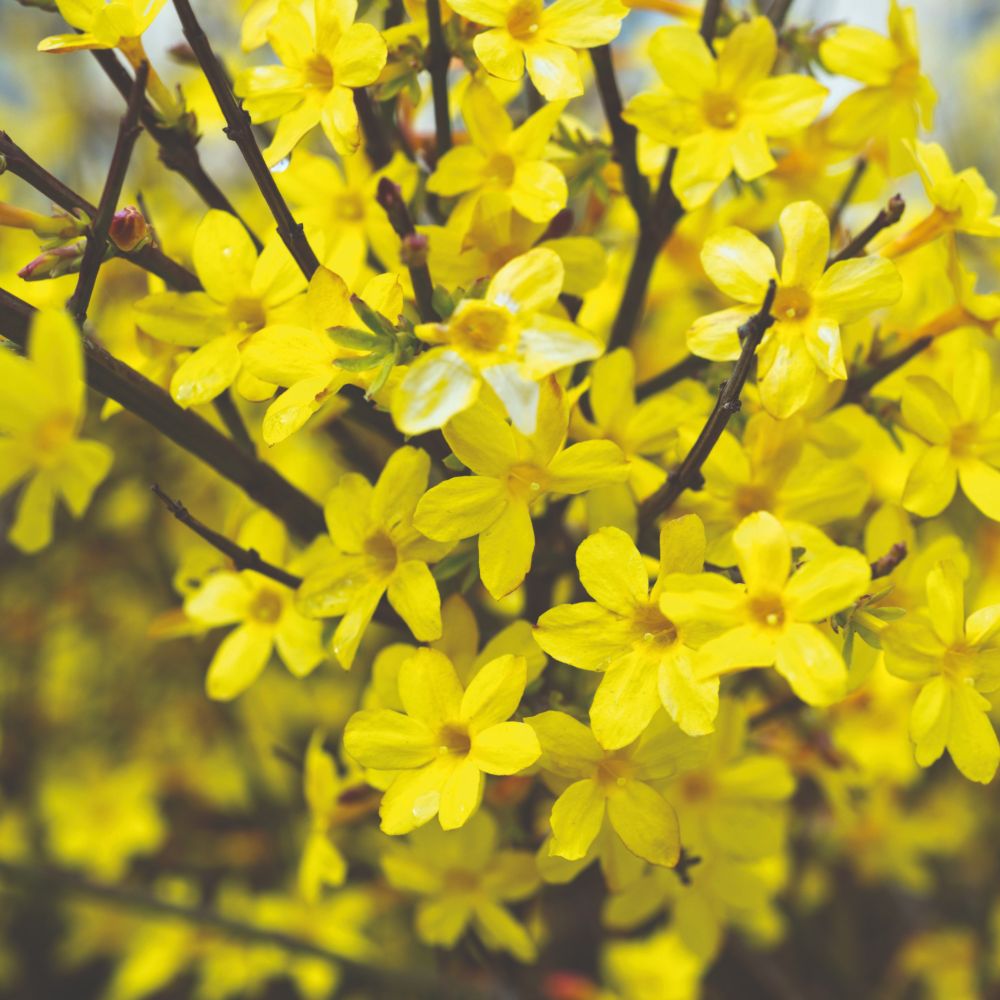 Jasminum Nudiflorum image