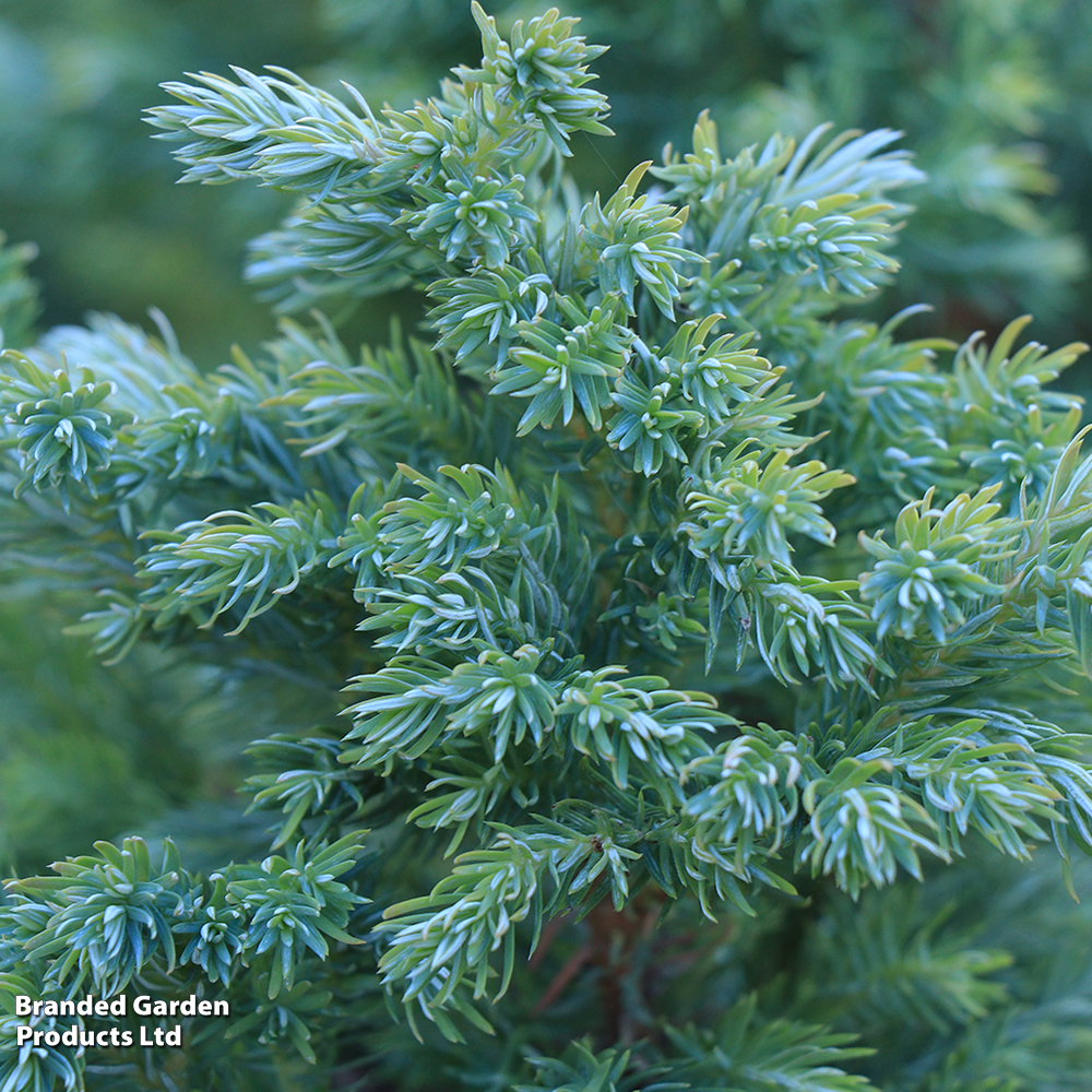 Juniperus squamata 'Blue Carpet' image