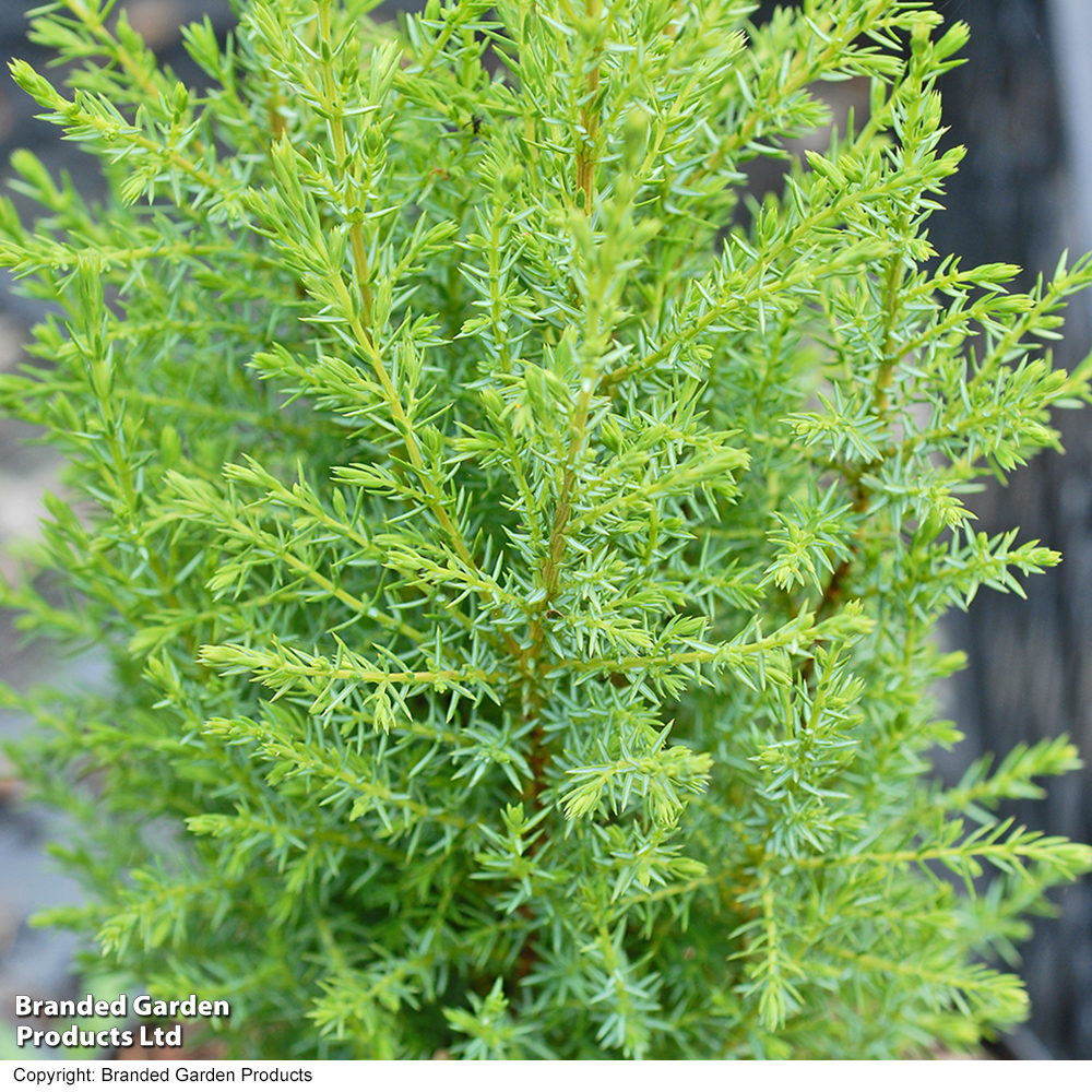 Juniperus communis 'Compressa' image